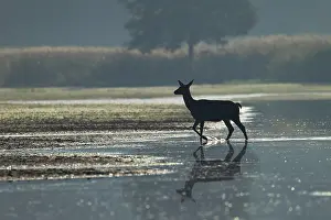 Lusatia: Red Deer