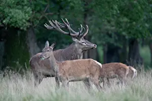 Hart: Red Deer