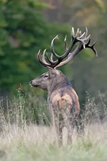 Hart: Red Deer