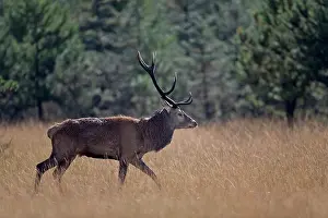 Hart: Red Deer