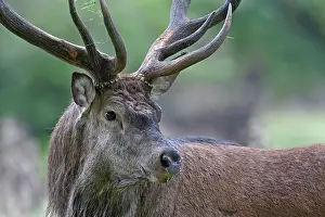 Hart: Red Deer