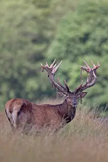 Pelt: Red Deer