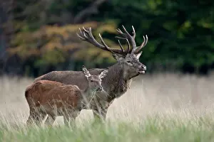 Hart: Red Deer