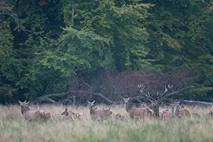 Hart: Red Deer