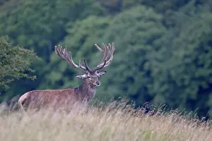 Pelt: Red Deer