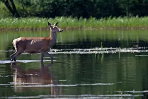 Pelt: Red Deer