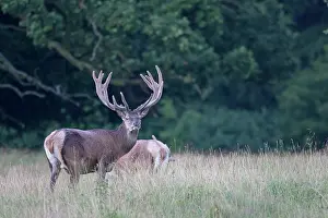 Pelt: Red Deer