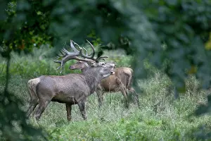 Hart: Red Deer