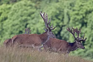 Pelt: Red Deer