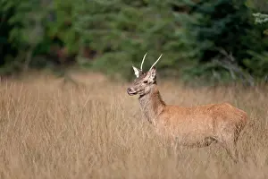 Hart: Red Deer