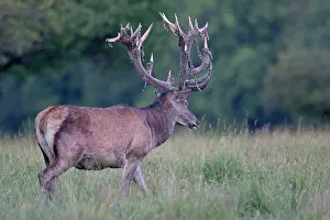 Pelt: Red Deer