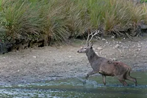 Hart: Red Deer