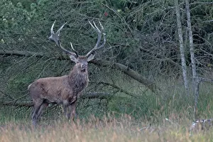 Hart: Red Deer