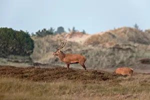 Hart: Red Deer