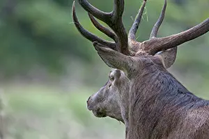 Hart: Red Deer