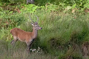 Hart: Red Deer