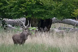 Hart: Red Deer