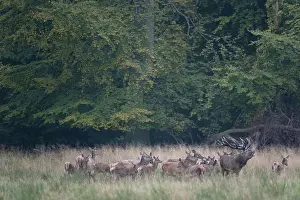 Hart: Red Deer