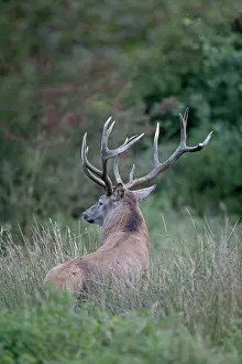 Hart: Red Deer