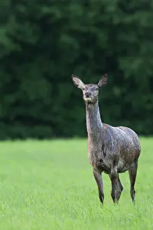 Pelt: Red Deer