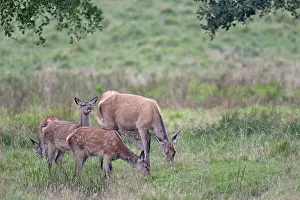 Danmark: Red Deer