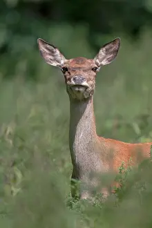 Pelt: Red Deer