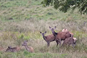 Danmark: Red Deer
