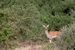 Heating: Red Deer
