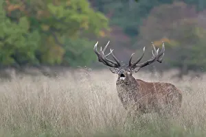 Hart: Red Deer