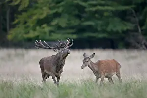 Hart: Red Deer