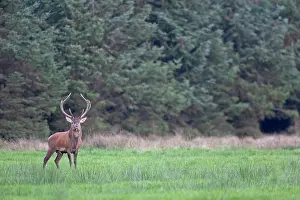 Heating: Red Deer