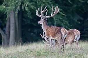 Danmark: Red Deer