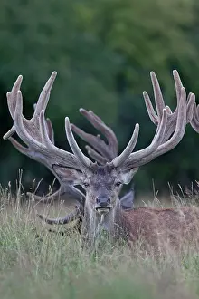 Danmark: Red Deer