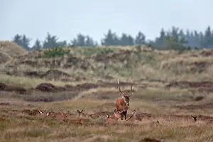 Heating: Red Deer