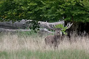 Danmark: Red Deer