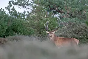 Heating: Red Deer