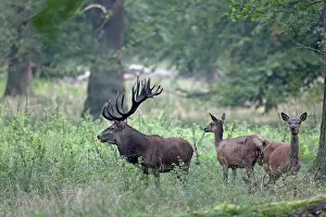 Heating: Red Deer