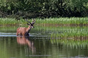 Artiodactyl: Red Deer