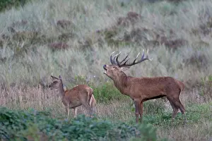 Heating: Red Deer