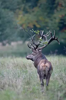 Heating: Red Deer