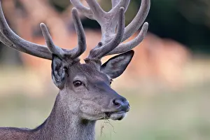 Danmark: Red Deer