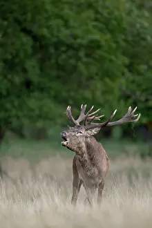 Danmark: Red Deer
