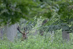 Heating: Red Deer