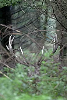 Artiodactyl: Red Deer