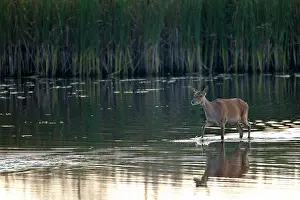 Artiodactyl: Red Deer