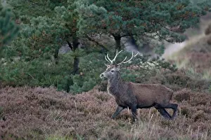 Heating: Red Deer