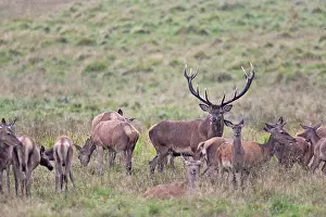 Heavy: Red Deer