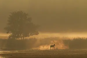 Nebula: Red Deer