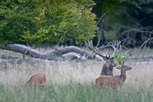 Heating: Red Deer
