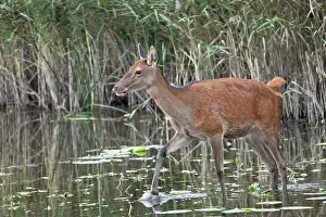 Artiodactyl: Red Deer